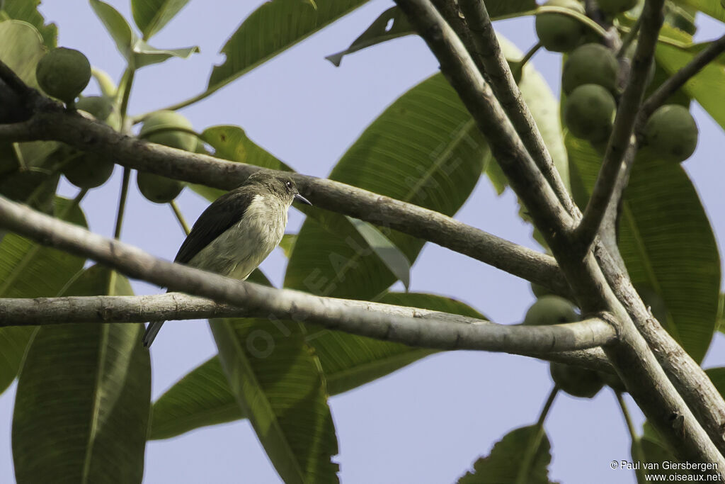 Dacnis à ventre jaune femelle adulte