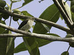 Dacnis à ventre jaune