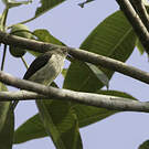 Dacnis à ventre jaune