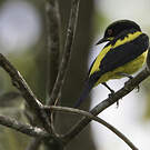 Dacnis à ventre jaune