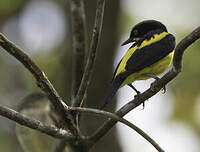 Dacnis à ventre jaune