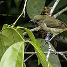 Dacnis à ventre jaune