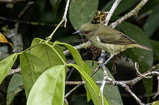 Dacnis à ventre jaune