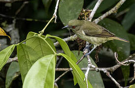 Yellow-bellied Dacnis