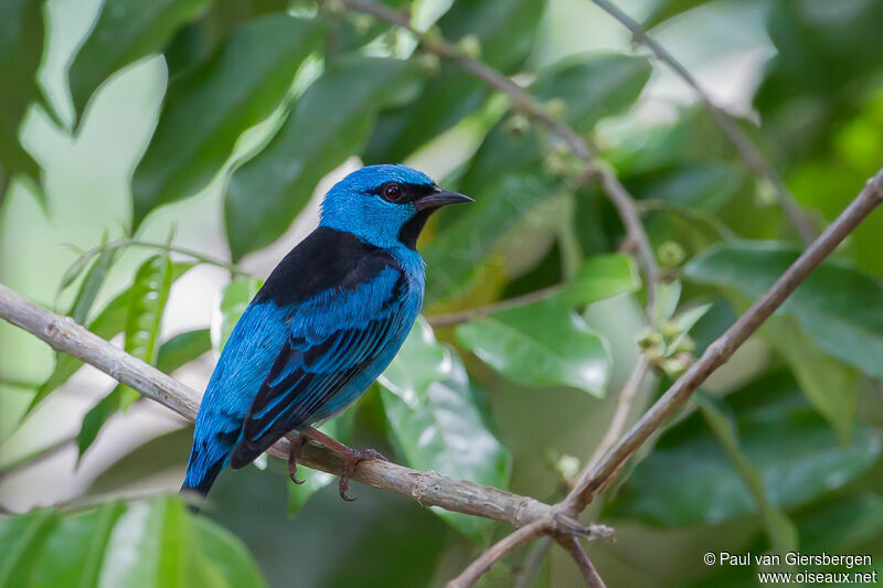 Dacnis bleu