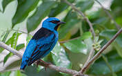 Dacnis bleu