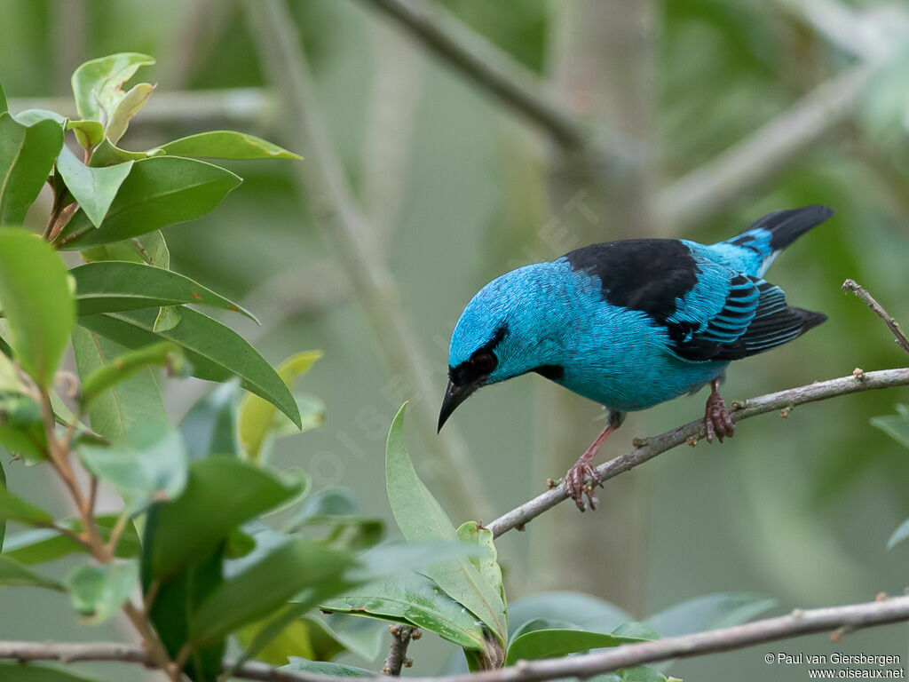 Dacnis bleu