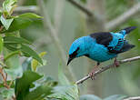 Dacnis bleu