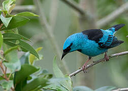 Blue Dacnis