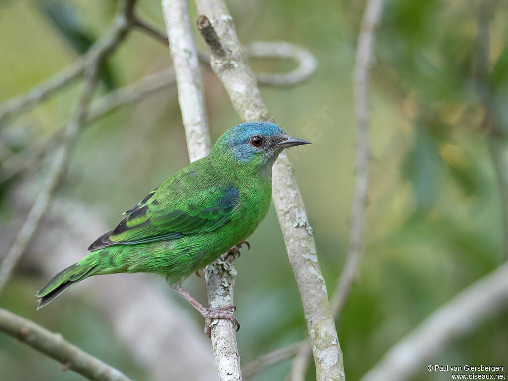 Dacnis bleu