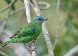 Dacnis bleu