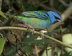Dacnis bleu