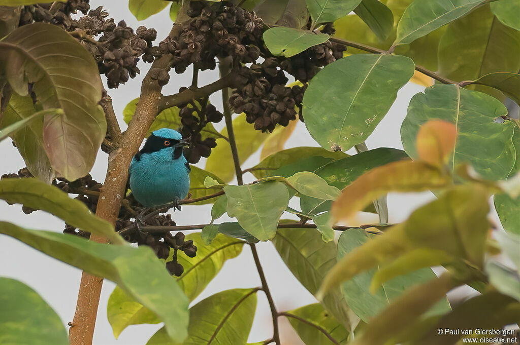 Dacnis de Hartlaubadulte