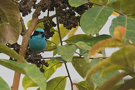 Turquoise Dacnis