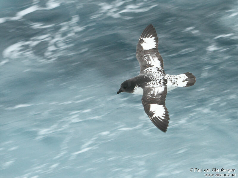 Cape Petreladult