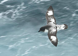 Cape Petrel