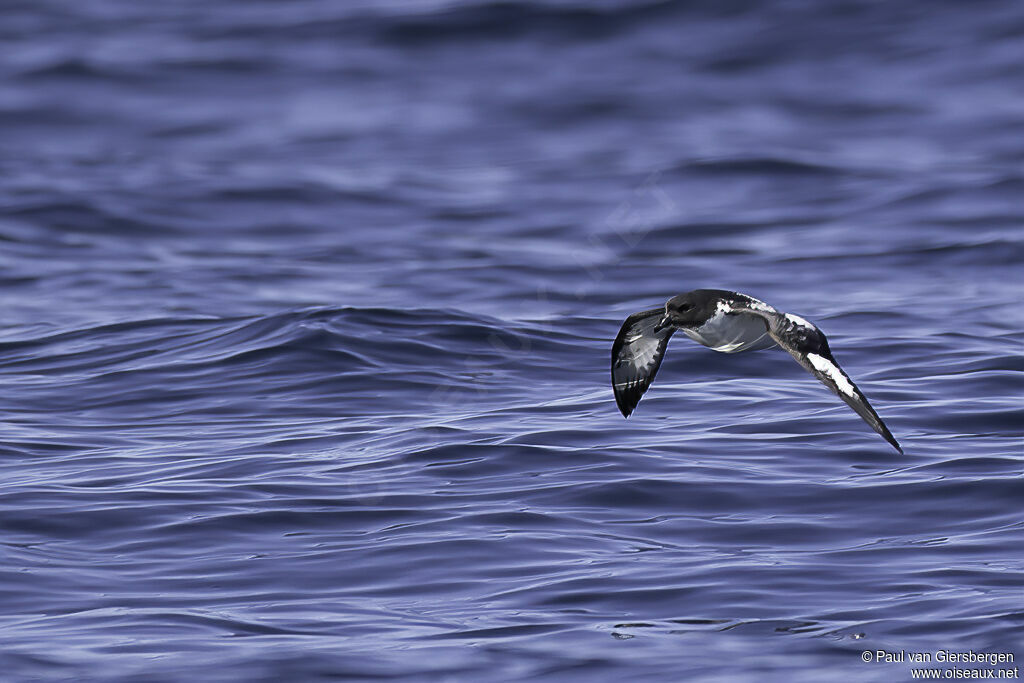 Cape Petreladult