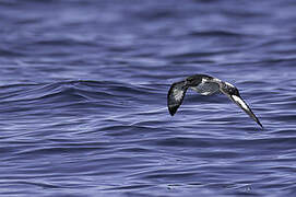 Cape Petrel