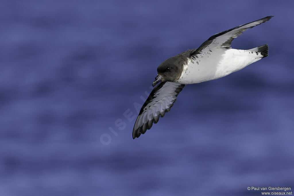 Cape Petreladult