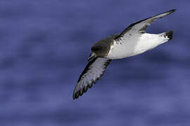 Cape Petrel