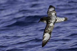 Cape Petrel