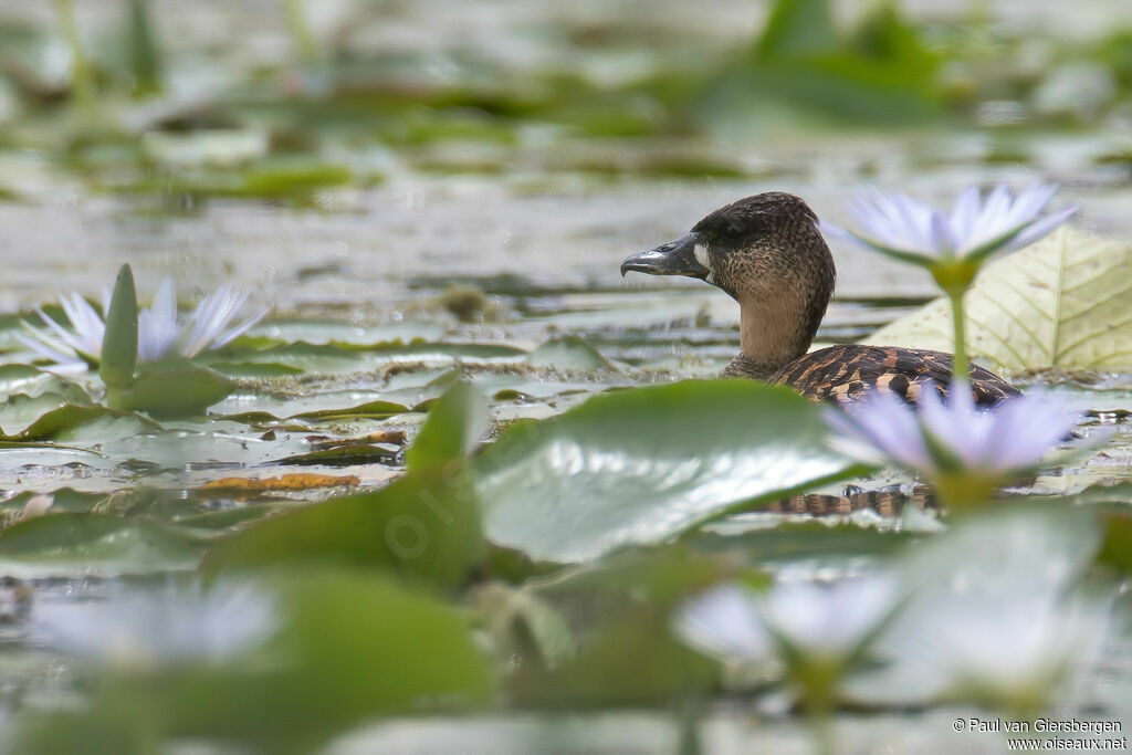 Dendrocygne à dos blancadulte