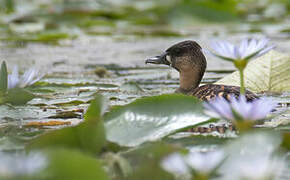 White-backed Duck