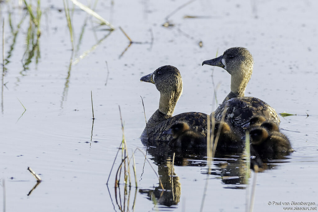 White-backed Duck