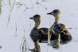 White-backed Duck