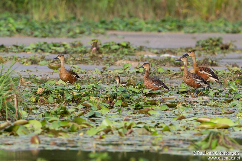 Wandering Whistling Duck