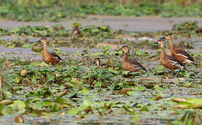 Wandering Whistling Duck