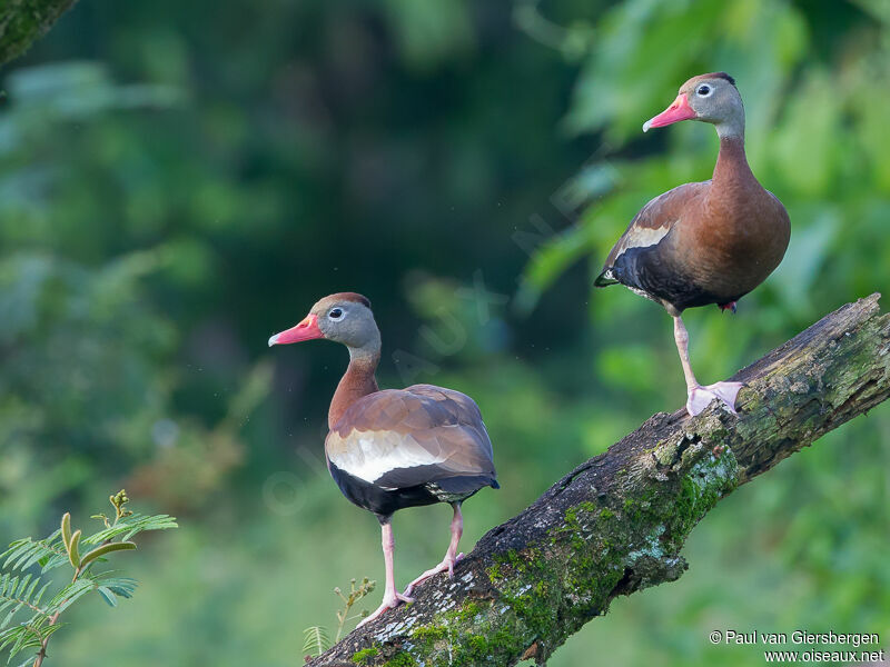 Dendrocygne à ventre noiradulte