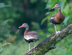 Black-bellied Whistling Duck