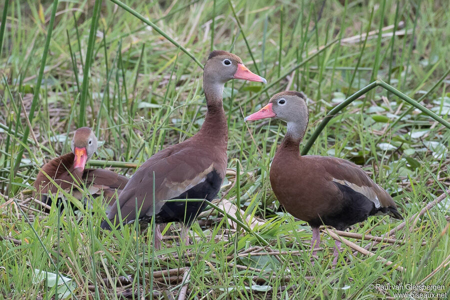 Dendrocygne à ventre noir