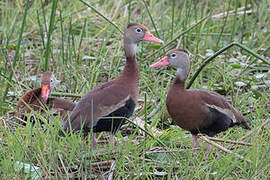 Black-bellied Whistling Duck