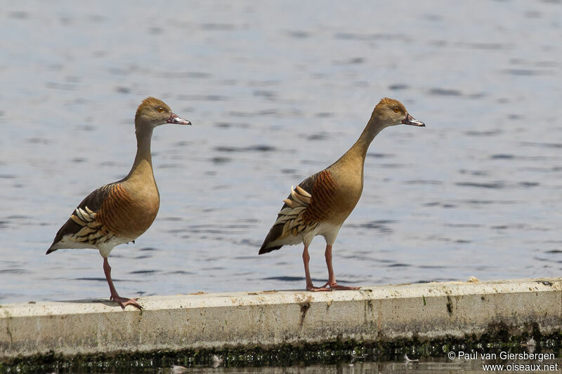 Plumed Whistling Duck