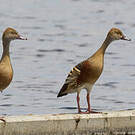 Dendrocygne d'Eyton