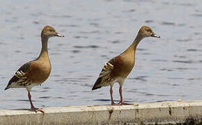 Plumed Whistling Duck