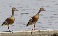 Dendrocygne d'Eyton