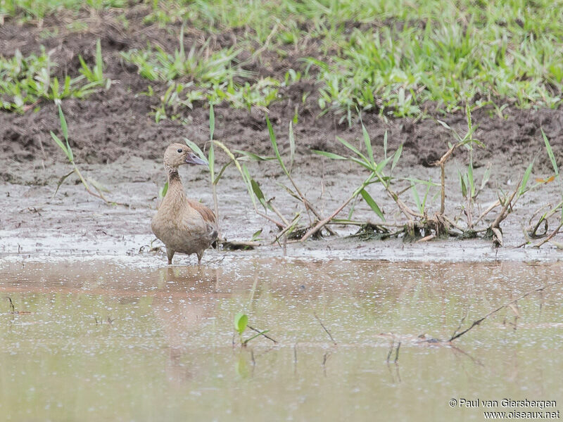 Fulvous Whistling Duck