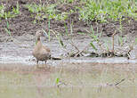 Dendrocygne fauve