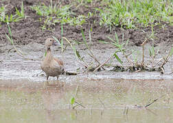 Fulvous Whistling Duck