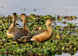 Dendrocygne siffleur