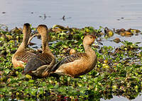 Dendrocygne siffleur