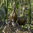 Dendrocygne siffleur