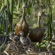 Lesser Whistling Duck