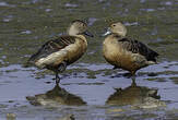 Dendrocygne siffleur