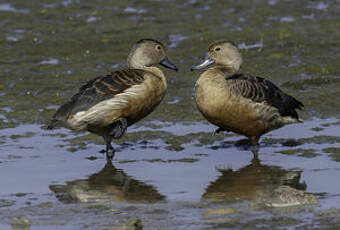 Dendrocygne siffleur