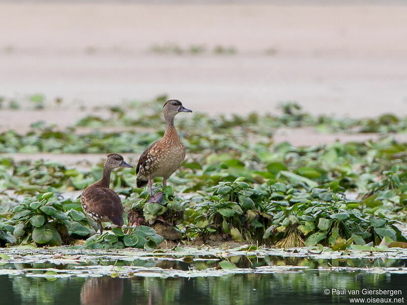 Spotted Whistling Duck