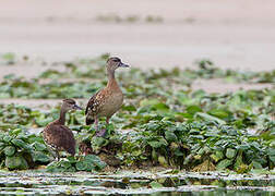 Spotted Whistling Duck